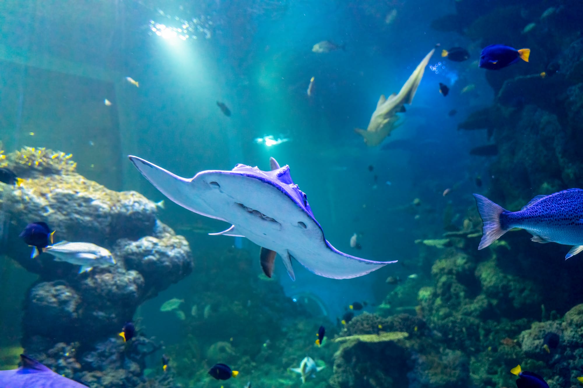 Divers and fish inside a large tank at Oman Aquarium