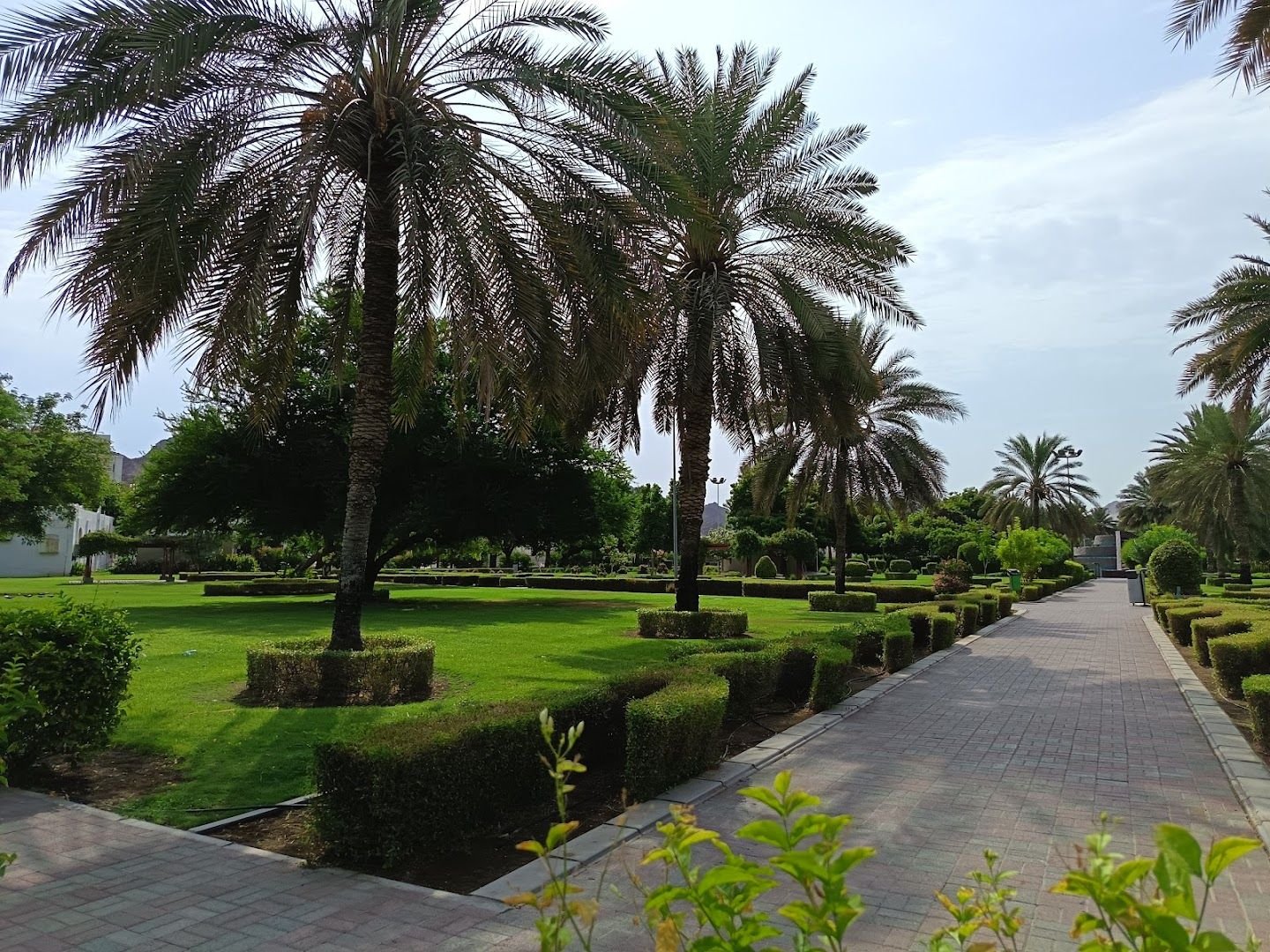 Palm-lined lawn and paved path with clipped hedges at Wadi Kabir Park